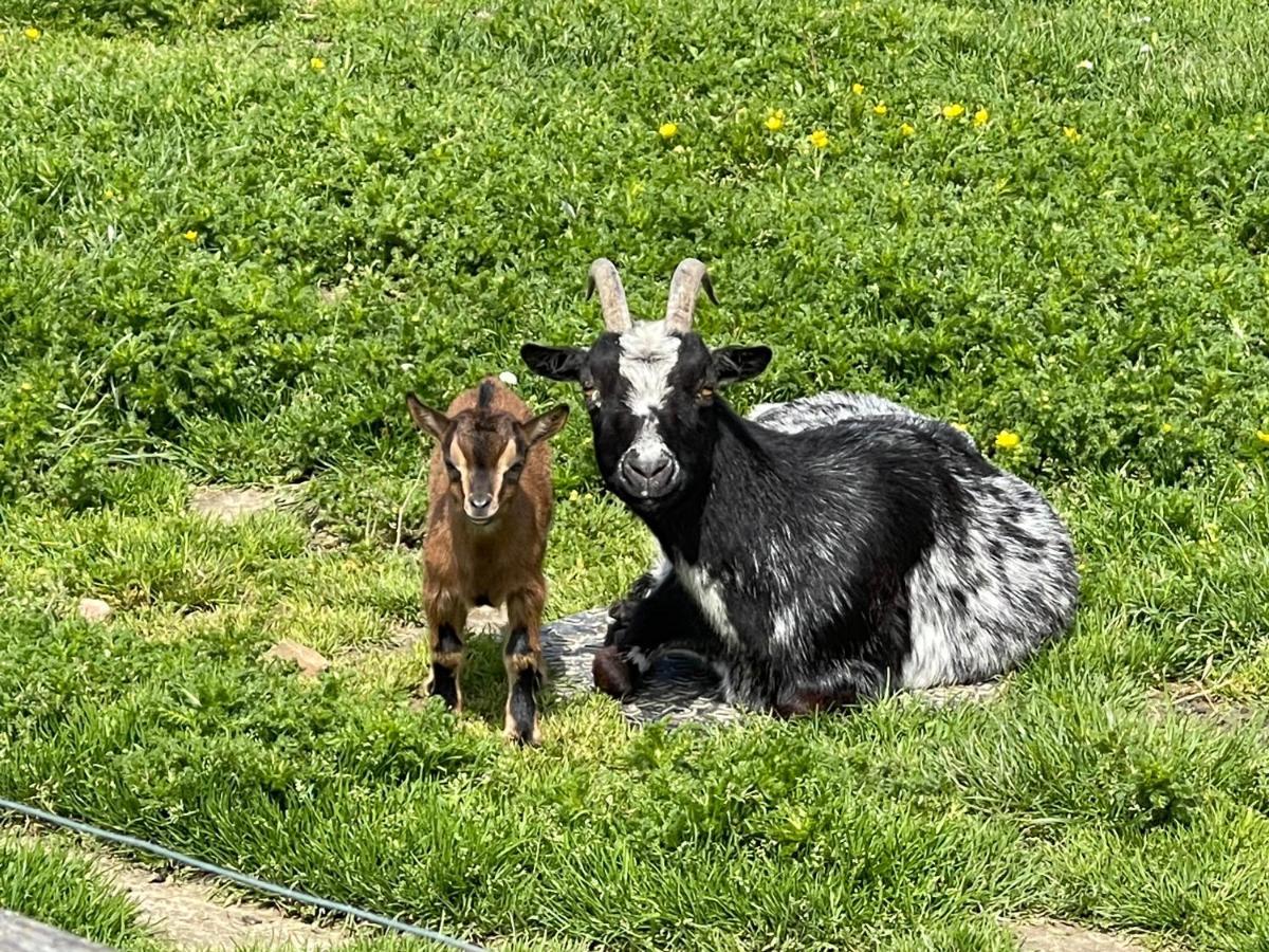 Parel Van Bever - Perle De Bievene Exteriér fotografie